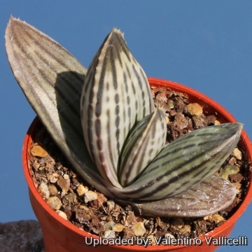 6496 valentino Valentino Vallicelli