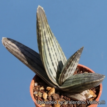 6495 valentino Valentino Vallicelli