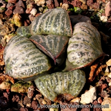 4019 valentino Valentino Vallicelli