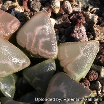 4027 valentino Valentino Vallicelli