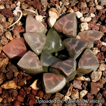 4096 valentino Valentino Vallicelli