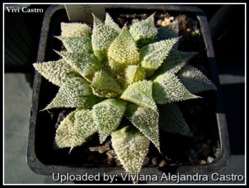 21647 viviana Viviana Alejandra Castro