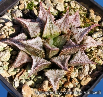 4098 valentino Valentino Vallicelli