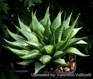 5188 valentino Valentino Vallicelli