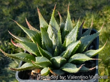 5189 valentino Valentino Vallicelli