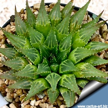 5190 cactus-art Cactus Art