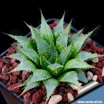 5191 cactus-art Cactus Art