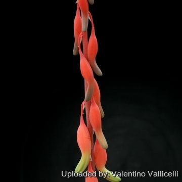 5156 valentino Valentino Vallicelli