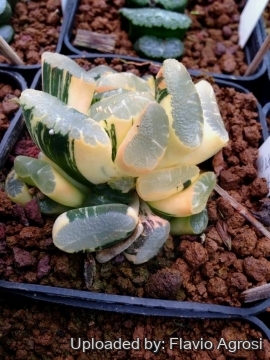 22345 flavio Flavio Agrosi