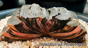 24654 flavio Flavio Agrosi