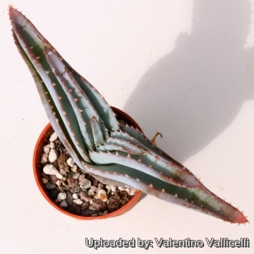 11023 valentino Valentino Vallicelli