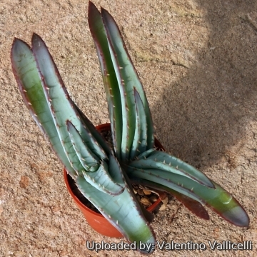 11024 valentino Valentino Vallicelli