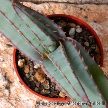 11025 valentino Valentino Vallicelli