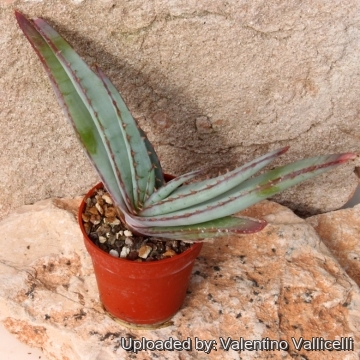 11026 valentino Valentino Vallicelli