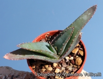 6499 valentino Valentino Vallicelli