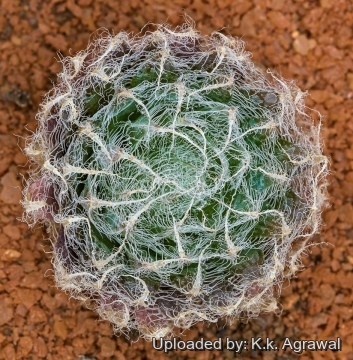 30059 agrawal K.k. Agrawal 