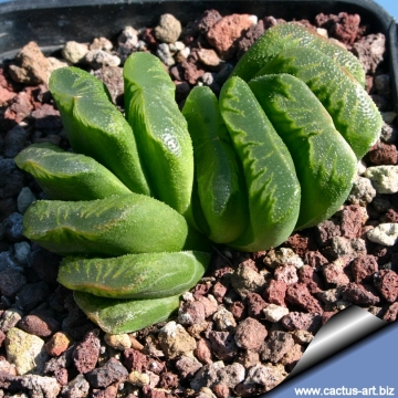 12910 cactus-art Cactus Art