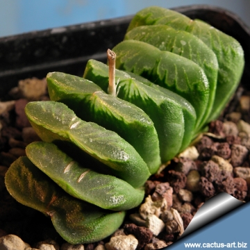 12913 cactus-art Cactus Art