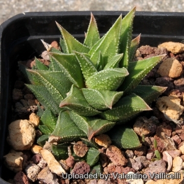 15629 valentino Valentino Vallicelli