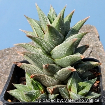 15627 valentino Valentino Vallicelli