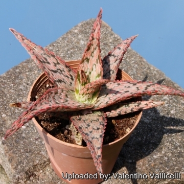 15625 valentino Valentino Vallicelli