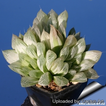 19482 cactus-art Cactus Art