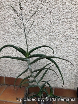 30839 plantemania © Plantemania