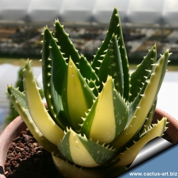 3176 cactus-art Cactus Art