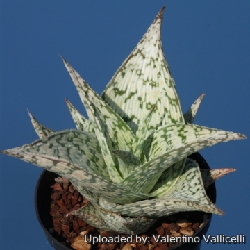 16785 valentino Valentino Vallicelli