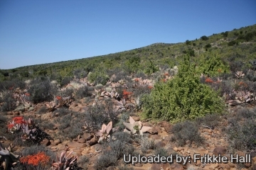 26917 frikkie Frikkie Hall
