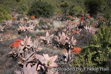 26918 frikkie Frikkie Hall