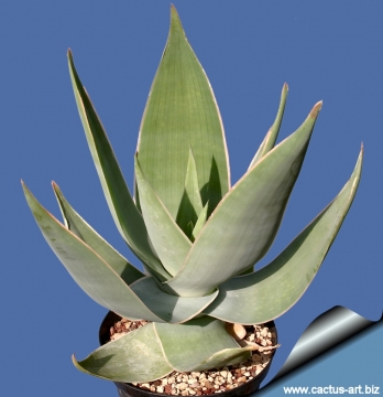 3214 cactus-art Cactus Art
