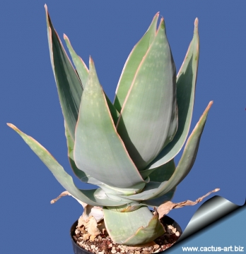 3215 cactus-art Cactus Art