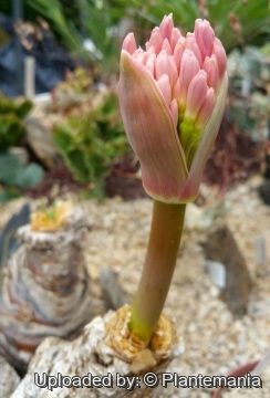 28740 plantemania © Plantemania