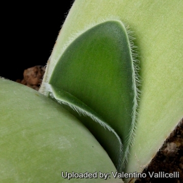 10865 valentino Valentino Vallicelli