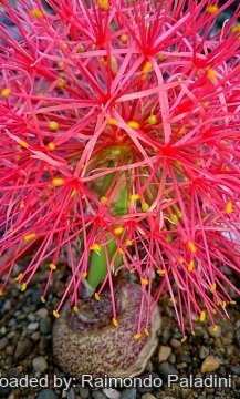 27710 RapCactus Raimondo Paladini