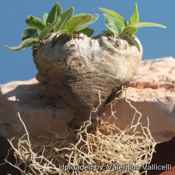 16728 valentino Valentino Vallicelli