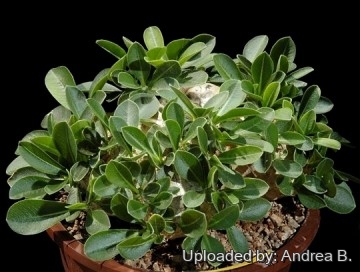 2396 andrea Andrea B.