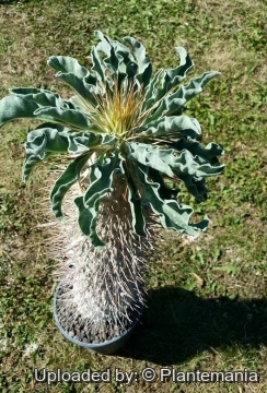 28736 plantemania © Plantemania