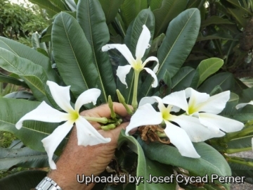 24977 josef Josef Cycad Perner