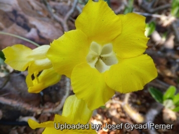 25127 josef Josef Cycad Perner