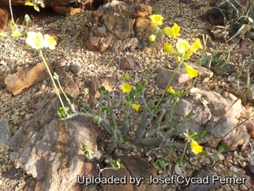 25128 josef Josef Cycad Perner