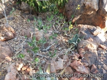 25129 josef Josef Cycad Perner
