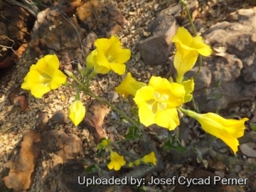 25130 josef Josef Cycad Perner