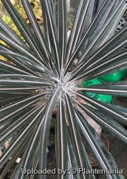 29980 plantemania © Plantemania