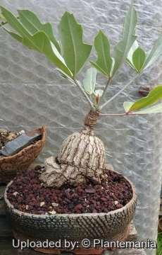 28494 plantemania © Plantemania