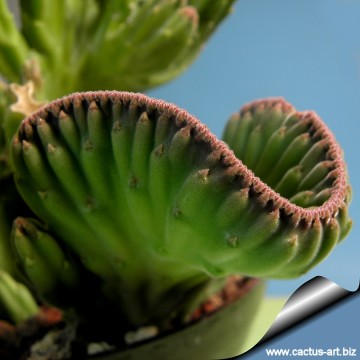 2490 cactus-art Cactus Art
