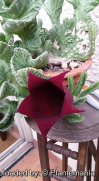 29046 plantemania © Plantemania