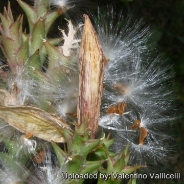 7834 valentino Valentino Vallicelli