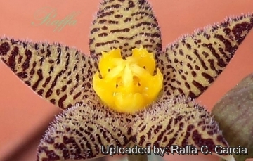 22562 raffa Raffa C. Garcia